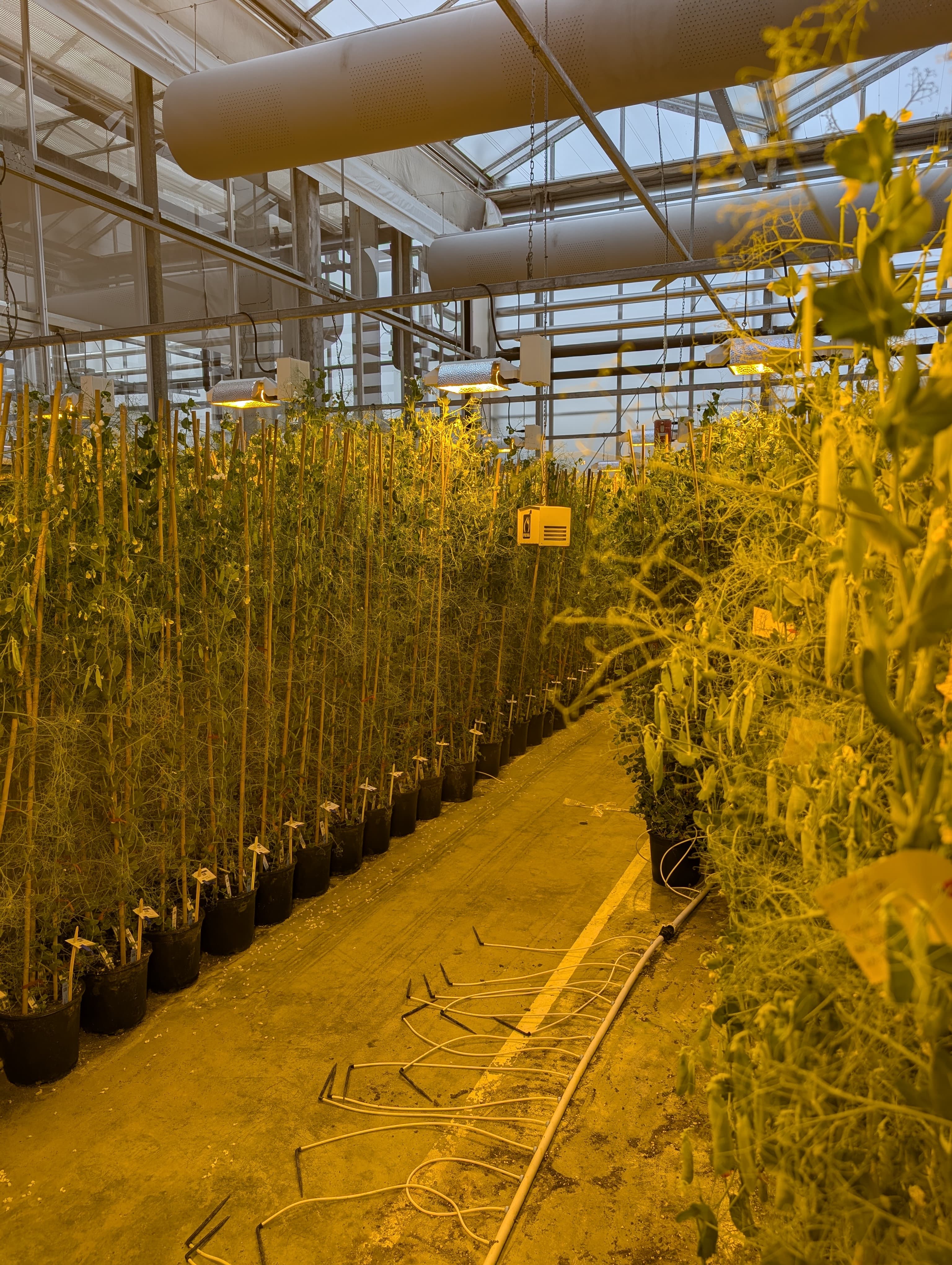 Visite des serres de sélection dans le Nord : RAGT2n à Annœullin et Florimond Desprez à La Cappelle