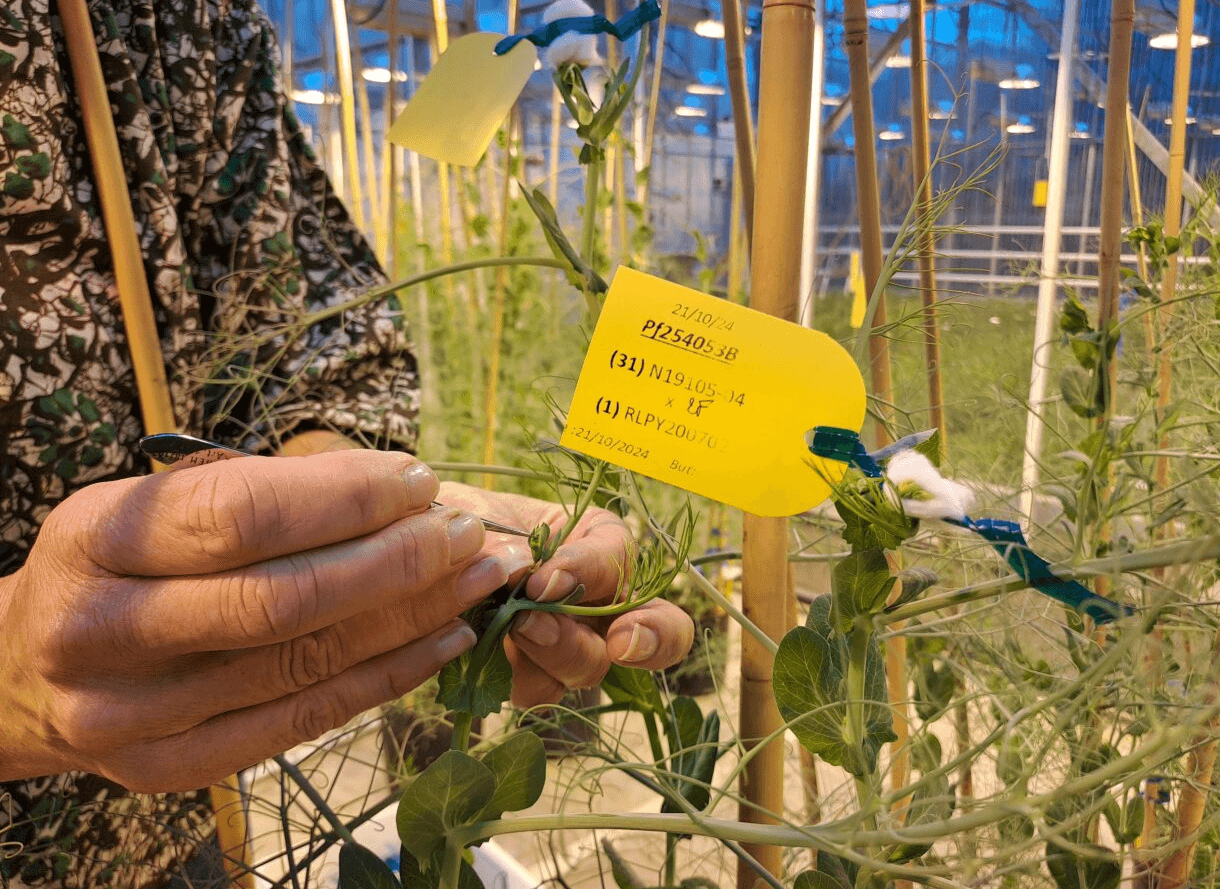Accélérer le progrès génétique